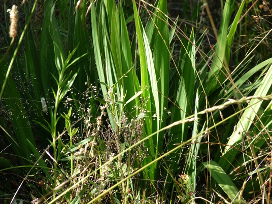 {Yucca filamentosa}